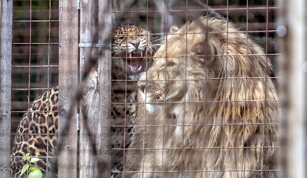 Majiteli zoo ve Zvoli utíkají šelmy. Levharta odvezl pryč, na pumy se čeká