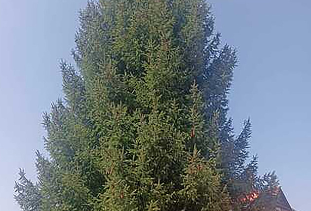 Liberec našel vánoční strom. Smrk narušuje základy sousedova domu, říká majitel