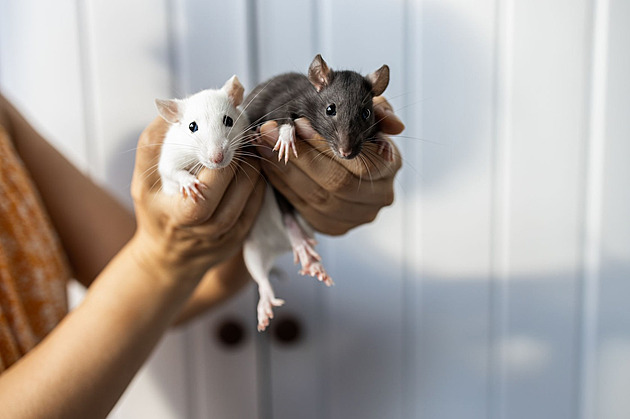 Většina hlodavců odolává jedu v nástrahách. Může přijít supermyš, varuje odborník