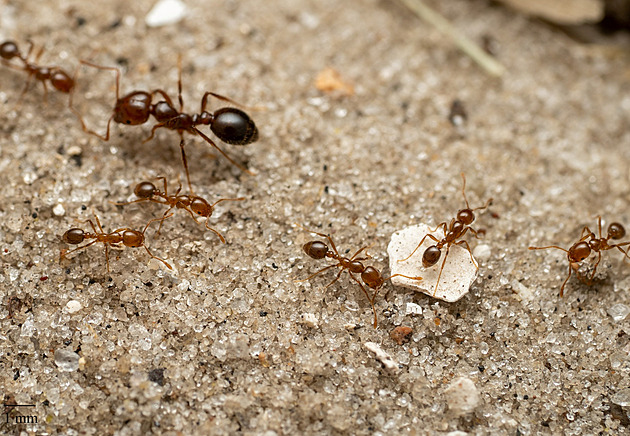 Žraví ohniví mravenci v Evropě. Dokážou zabít i tele, Itálie začala s hubením