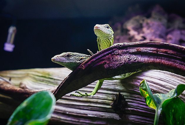 Inteligentní ještěři v Liberci. Zoologická zahrada chová nové varany