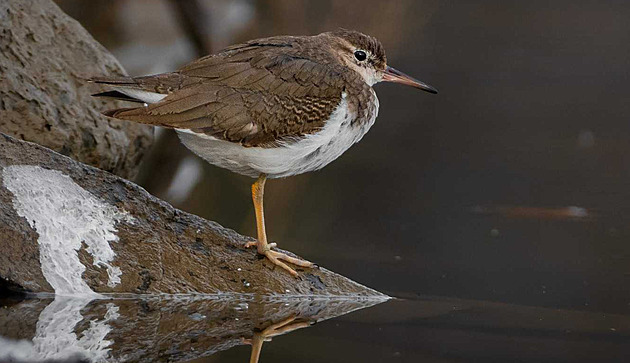 Ornitologická senzace na Hané. Poprvé v Česku tam pozorovali raritního opeřence