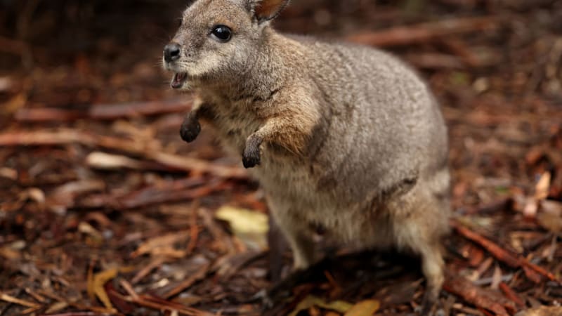 Roztomilí klokaníci se vracejí do přírody. Australští vačnatci už byli na pokraji vyhynutí