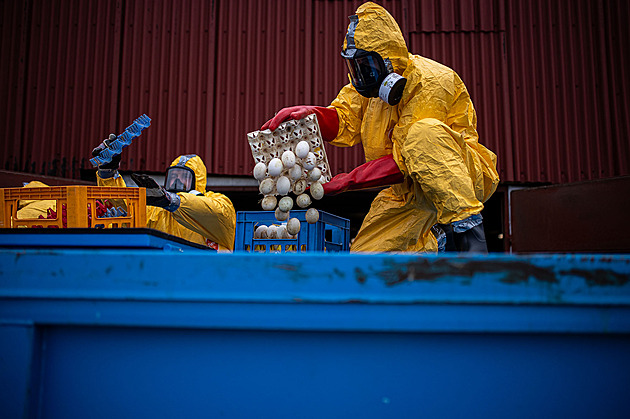 Začala likvidace 236 tisíc nosnic, ptačí chřipka chov zasáhla podruhé za pět let