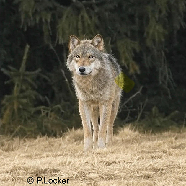 Najednou vlci z fotopastí divně mizeli, říká strážce z Orlických hor a lovec fotografií