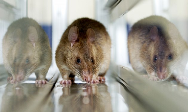 Jihlava ohlásila jarní útok proti hlodavcům, spustí plošnou deratizaci