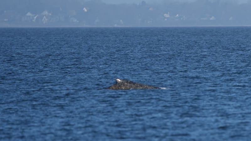 Zachráněná velryba v Baltu opět uvízla na mělčině. Snahy o vysvobození zřejmě budou pokračovat