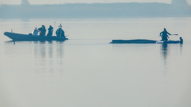 Boj o život uvázlé velryby: Mělčina, spory v týmu i kritika ochranářů