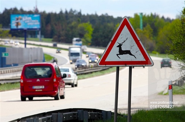 Srážek se zvěří v Moravskoslezském kraji přibylo, vliv však má i změna statistiky